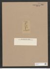 Navicula cryoconites var. semiperfecta Cleve (de-Toni-Nr.: Genus 1, Species 607) Zeichnungen Sammlung Grunow Nr. 1204 (NHMW-BOT-W0367814)